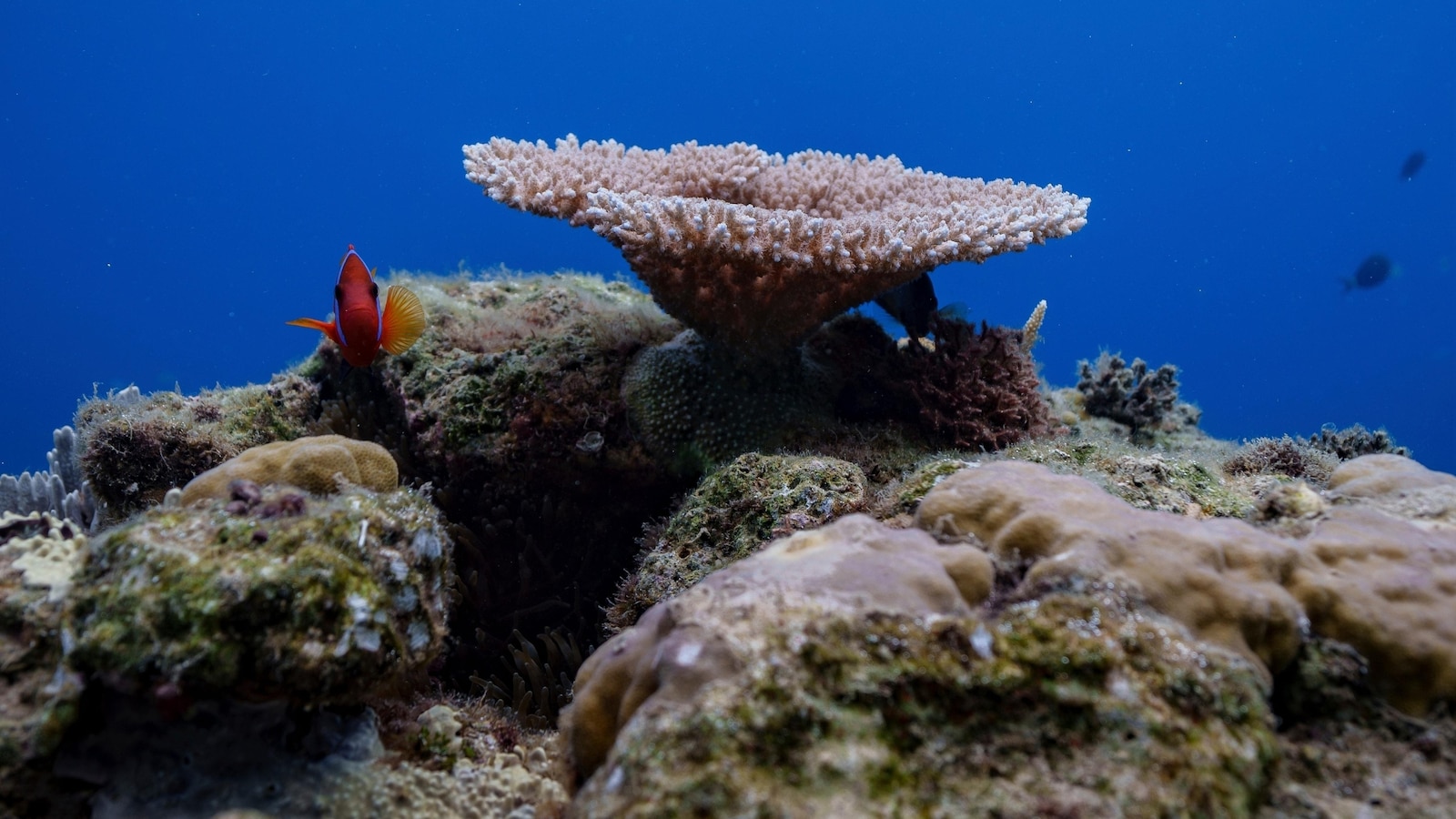 Things to know about the High Seas Treaty as it takes effect