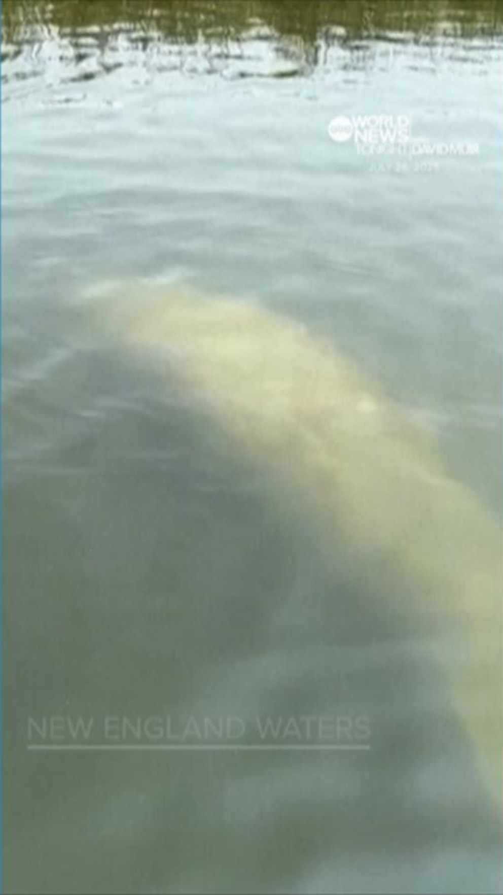NextImg:Video After rare manatee sighting in New England waters, scientists standing by for rescue