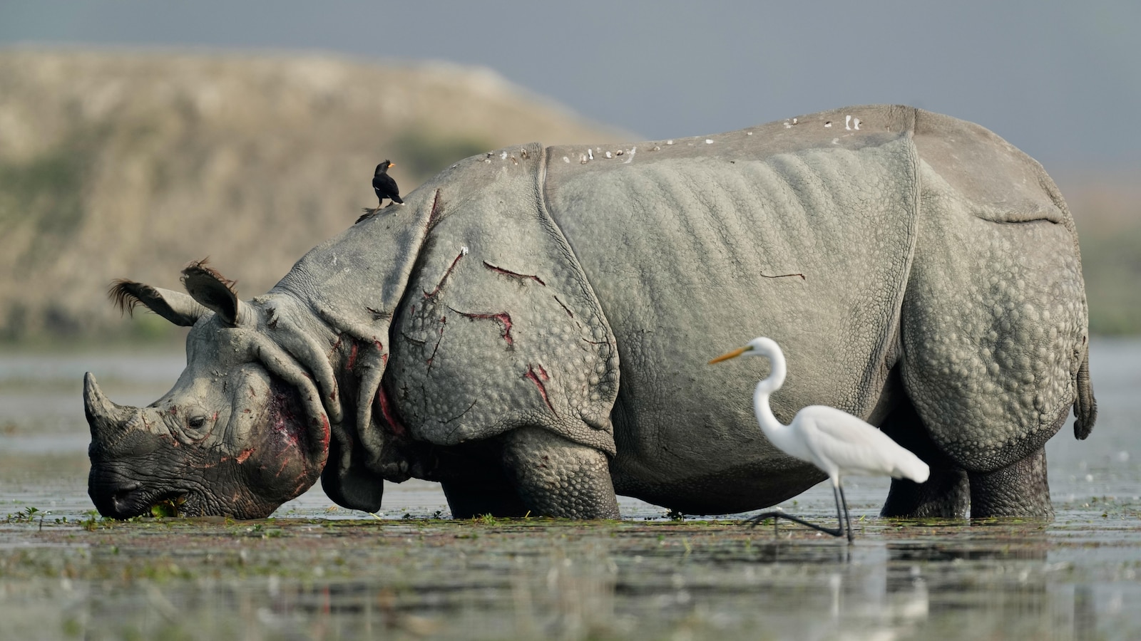 Photos show migratory birds after their arrival at an Indian wildlife sanctuary