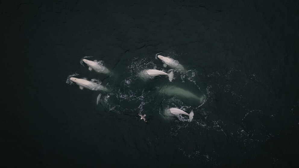 PHOTO: An aerial view of Beluga whales, one of the Arctic animals, swimming in Svalbard and Jan Mayen, located in the Arctic, July 7, 2024. 