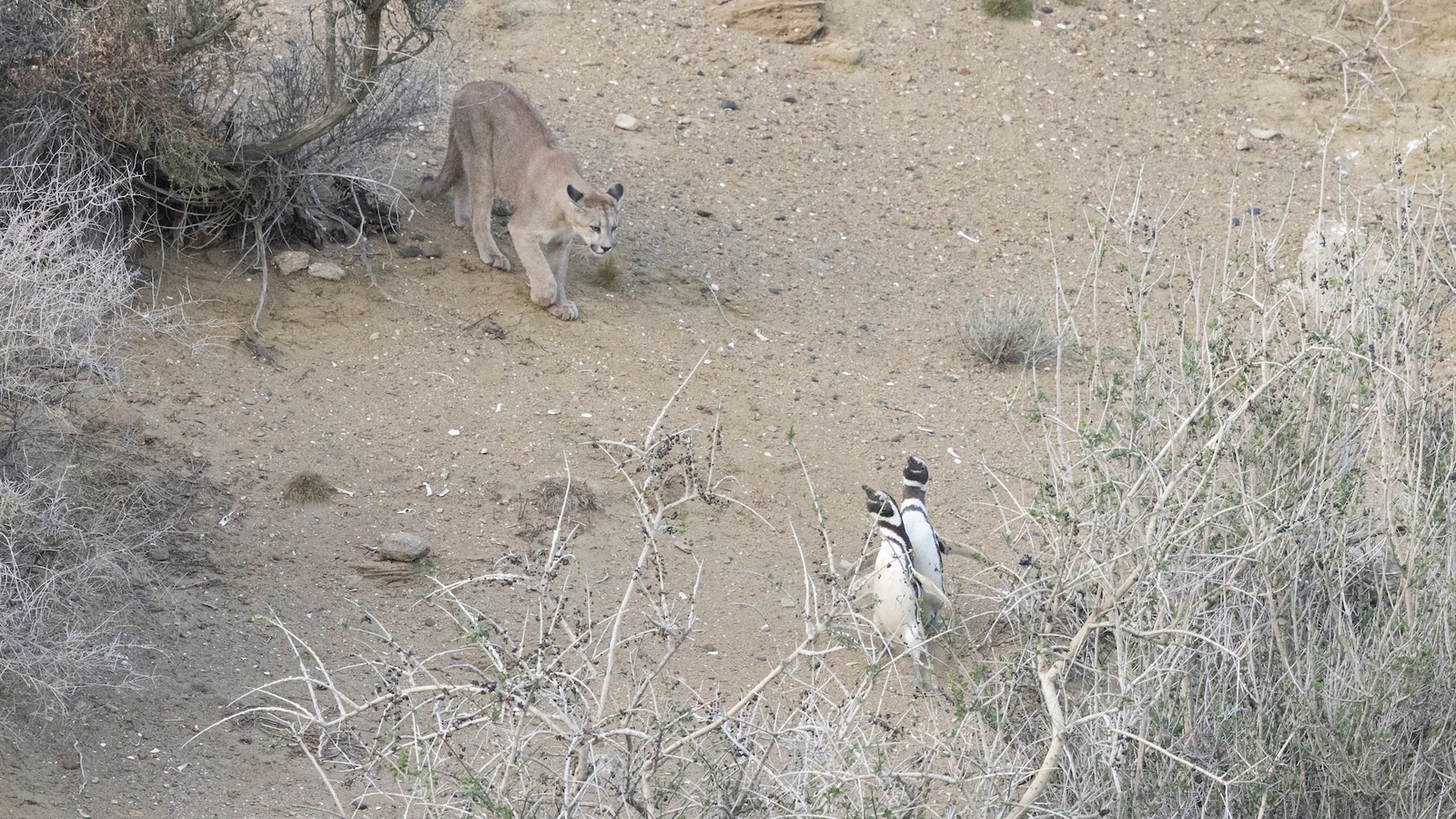 Puma populations are on the rise in Patagonia, now targeting penguins as prey