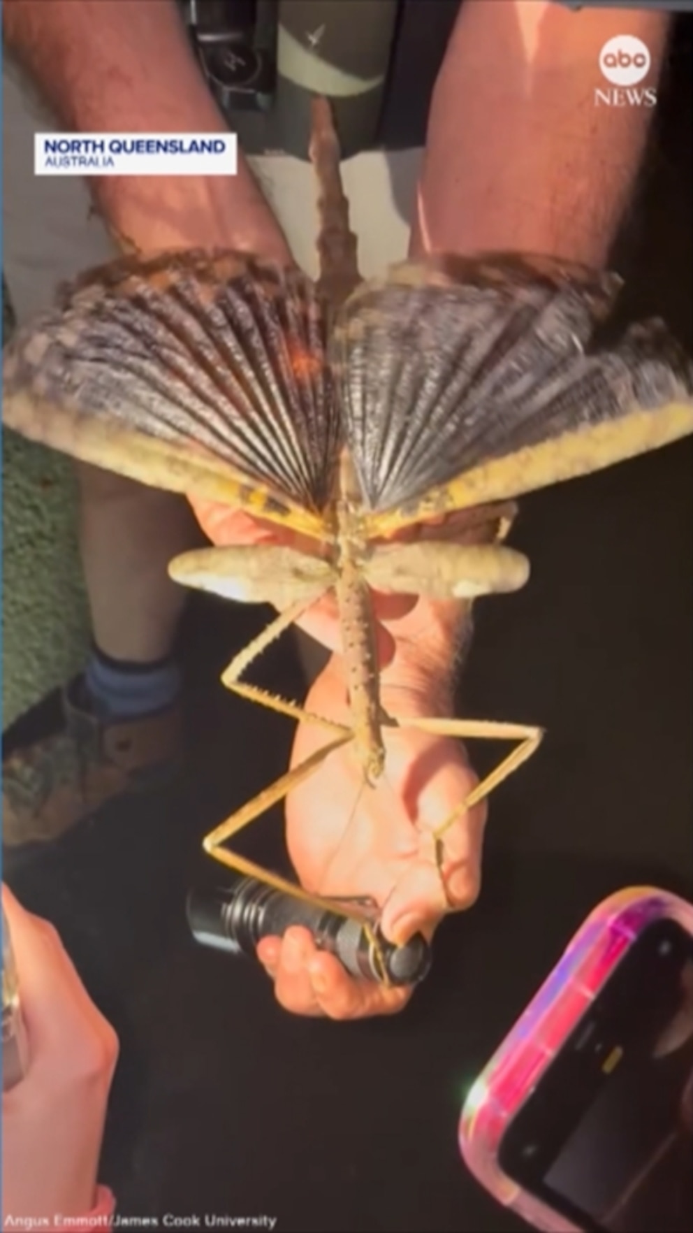 NextImg:Video Supersized stick insect discovered in Australia