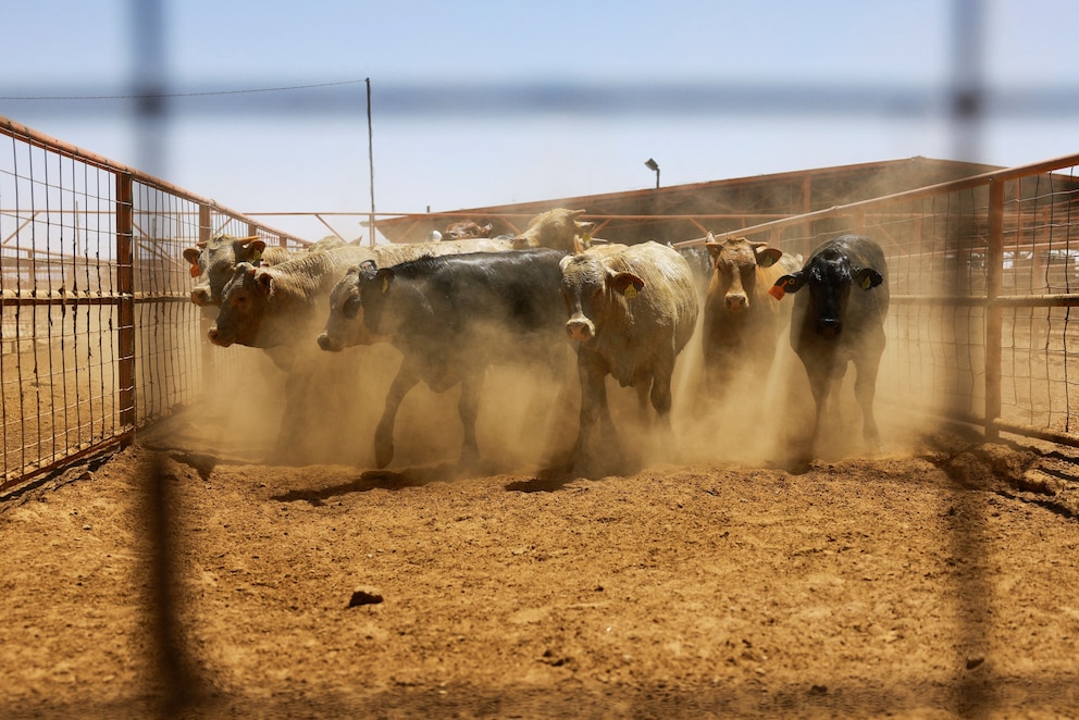 PHOTO: Cattle are held in a corral before being exported to the United States through the Jeronimo-Santa Teresa border crossing on the management of the New World screwworm, outside Ciudad Juarez, Mexico April 29, 2025. 