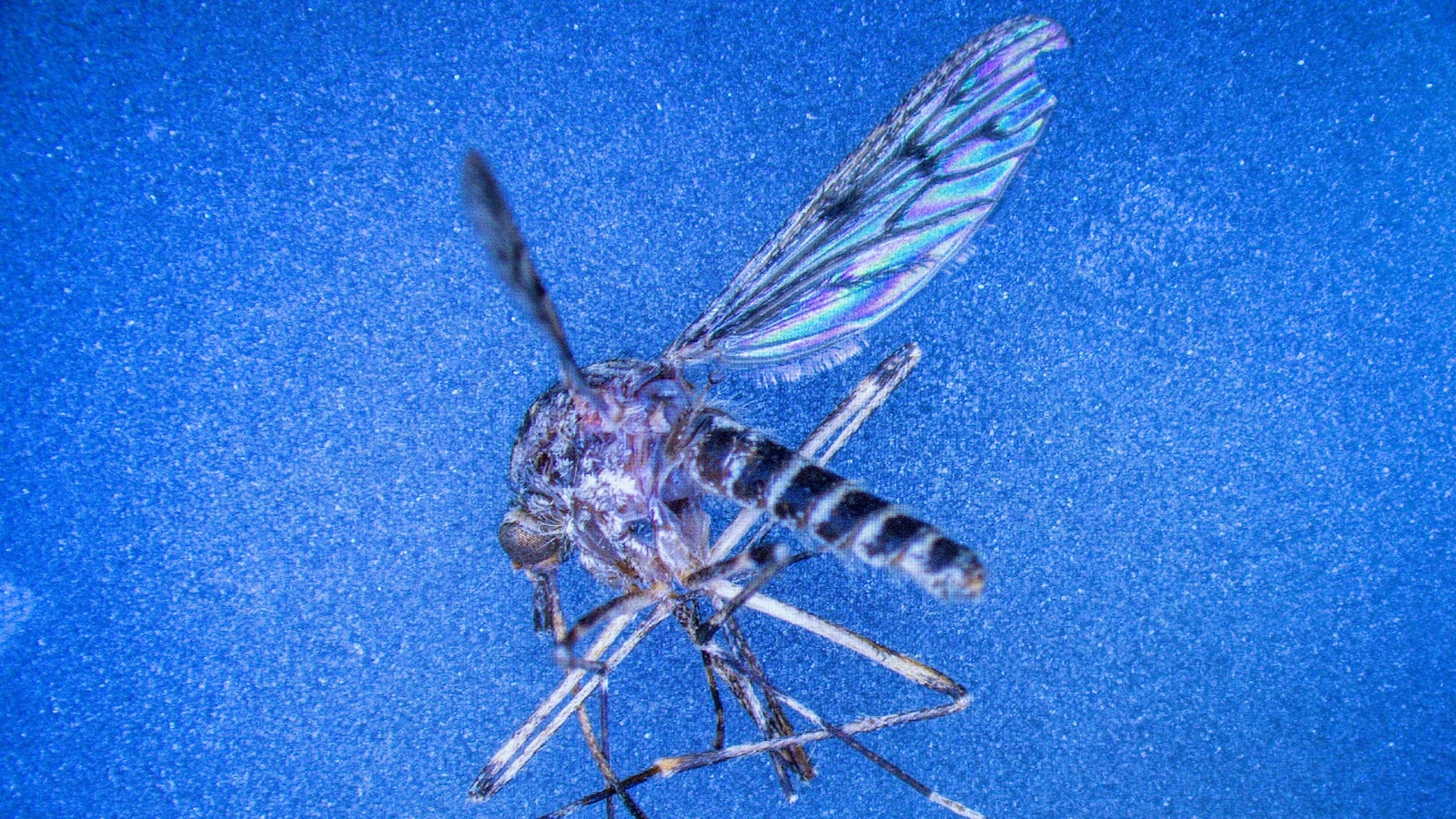 Mosquitoes Found in Iceland for First Time as Temperatures in the Region Rise