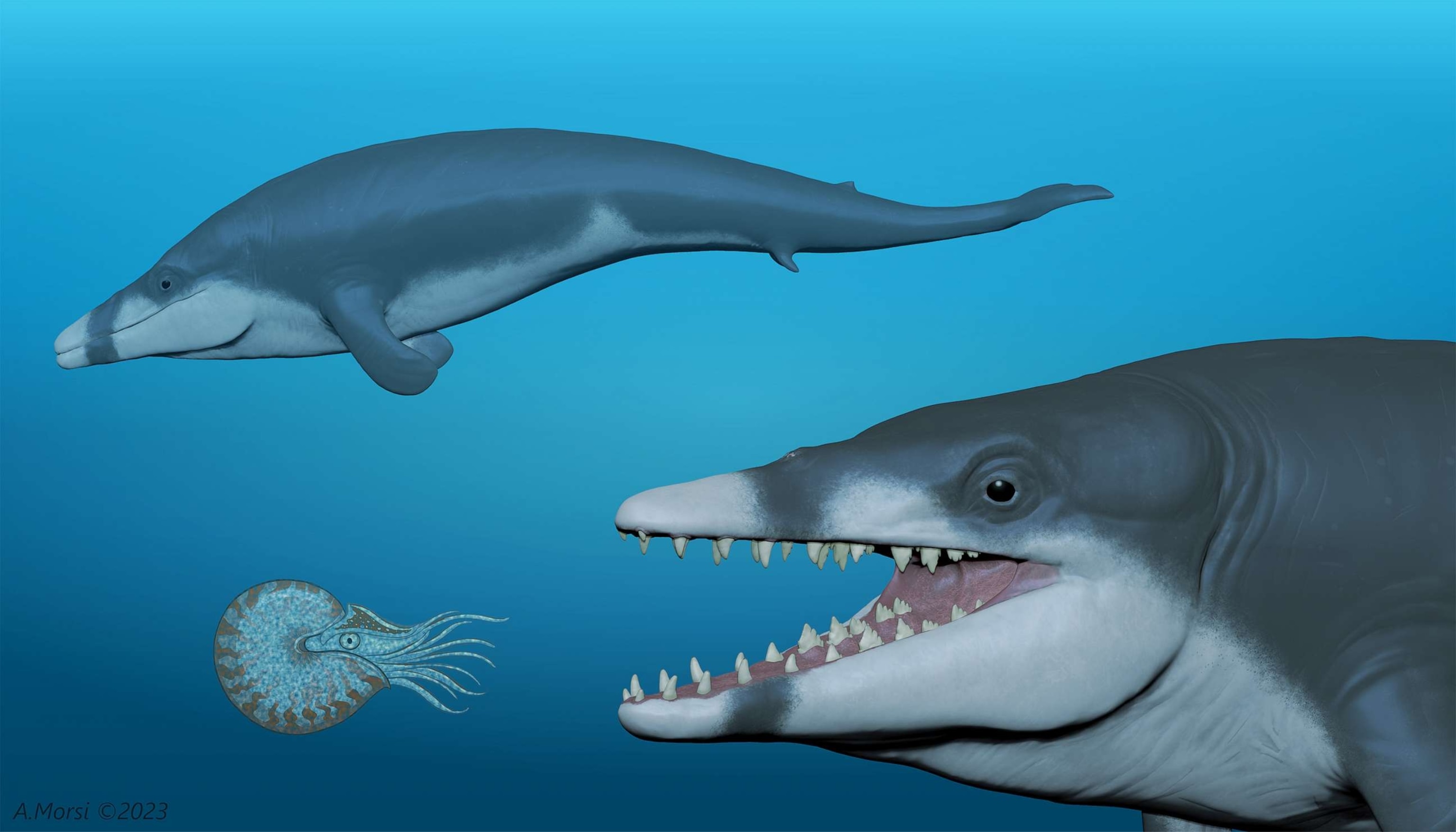 PHOTO: A rendering show two individuals of the extinct basilosaurid whale Tutcetus rayanensis, with the foreground individual preying on a nautilid cephalopod and another swimming in the background.