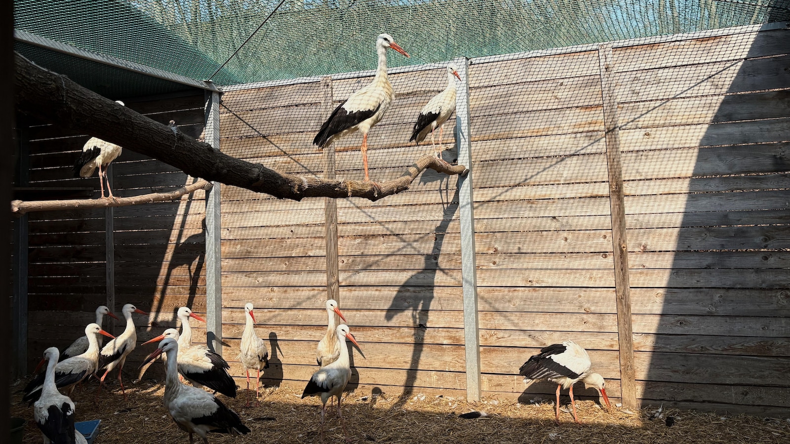 Emergency room for injured wild birds opens at Warsaw Zoo in Poland