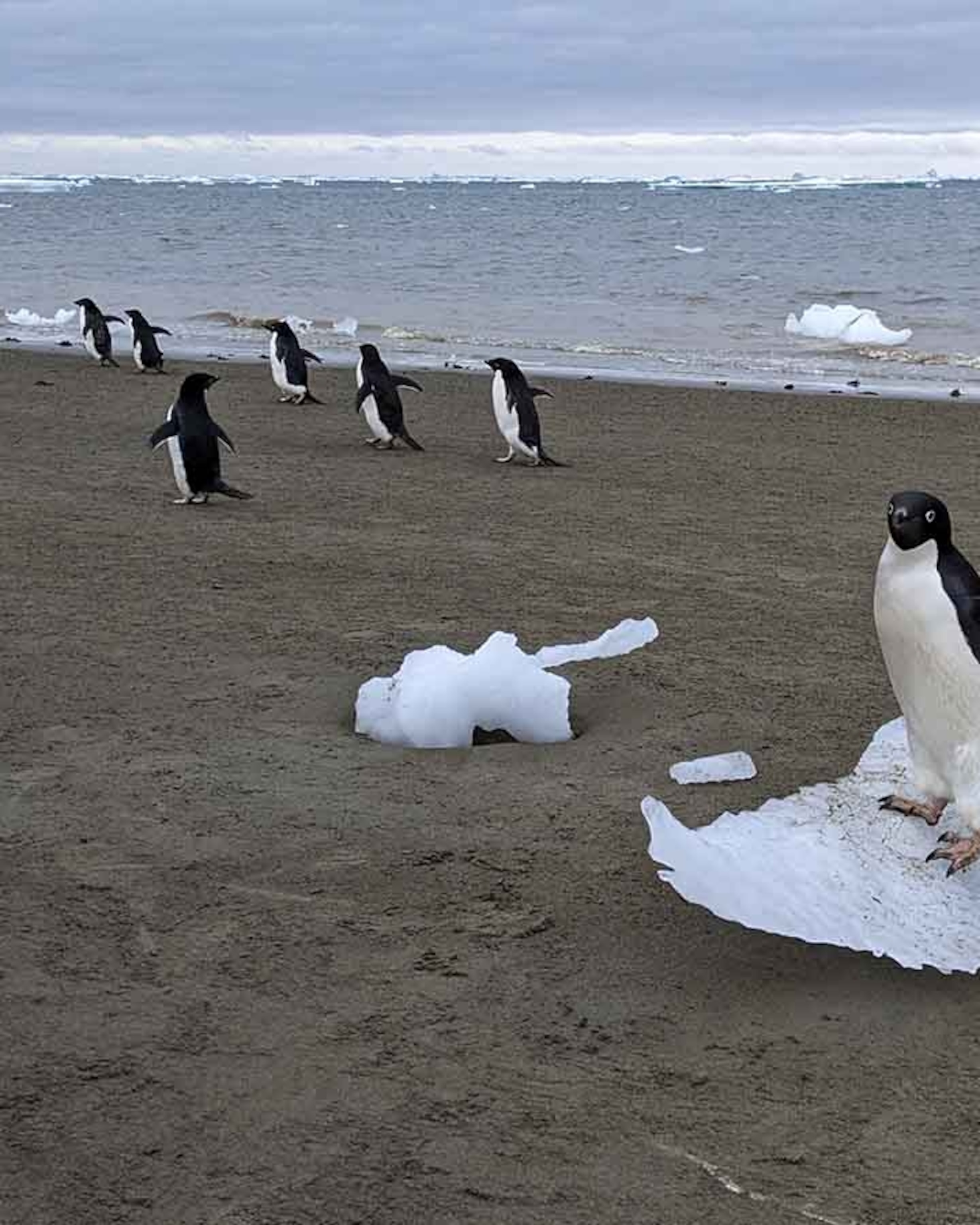Penguin Poop Global Warming