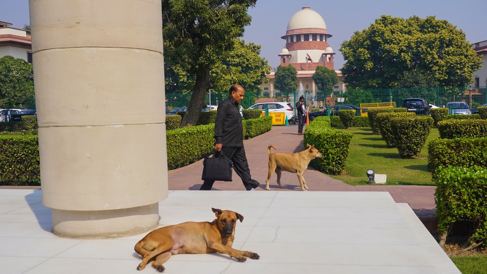 News 13 Indian Supreme Court’s order seeks to take bite out of stray dog problem. Observers say it’s mostly bark.