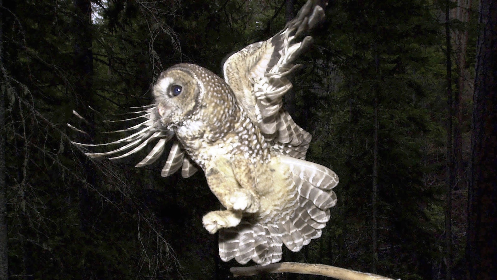 Trump administration allows inadvertent killing of endangered species