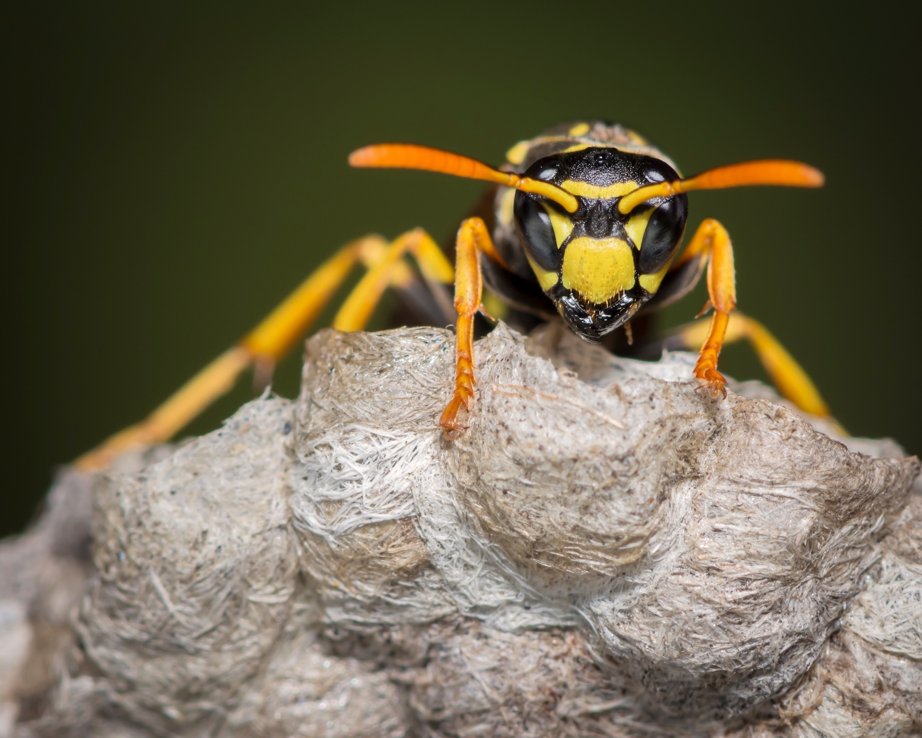 PHOTO: Macro Insect Yellow Jacket Wasp on Nest