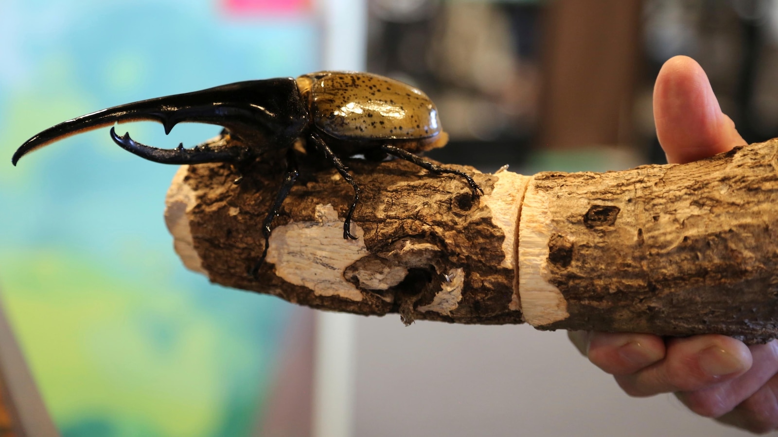 Bugs are popular pets in nature-loving Japan, buzzing with lessons about ecology and species