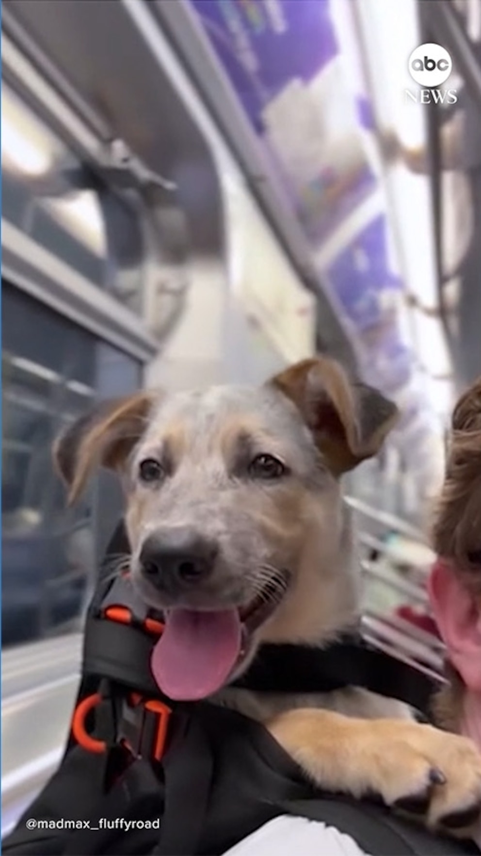 WATCH:  Man using a backpack to help get dogs adopted
