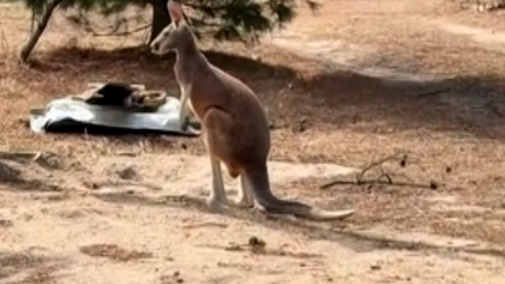 Video Chesney the kangaroo found after 3 day search