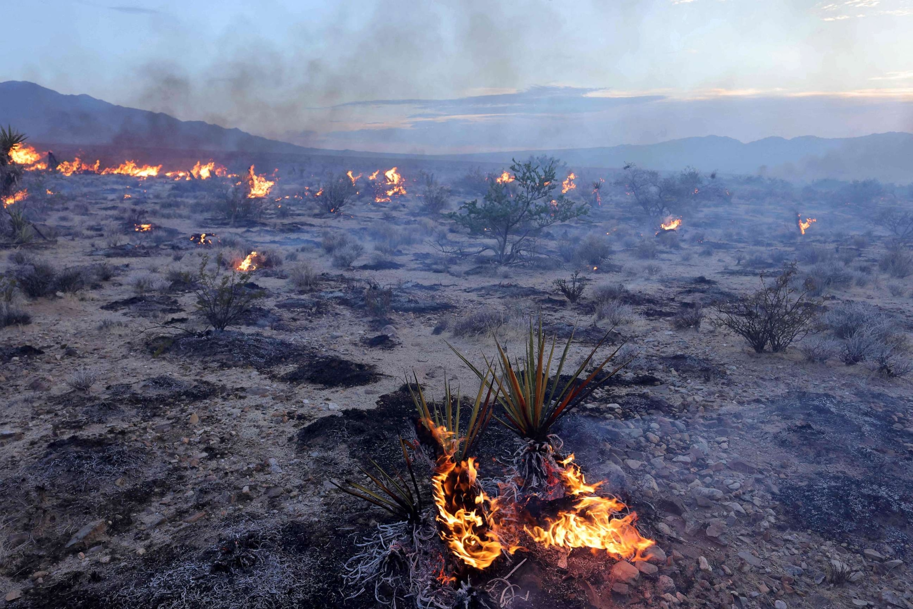 PHOTO: Yuccas burn during the York Fire in the Mojave National Preserve on July 30, 2023.