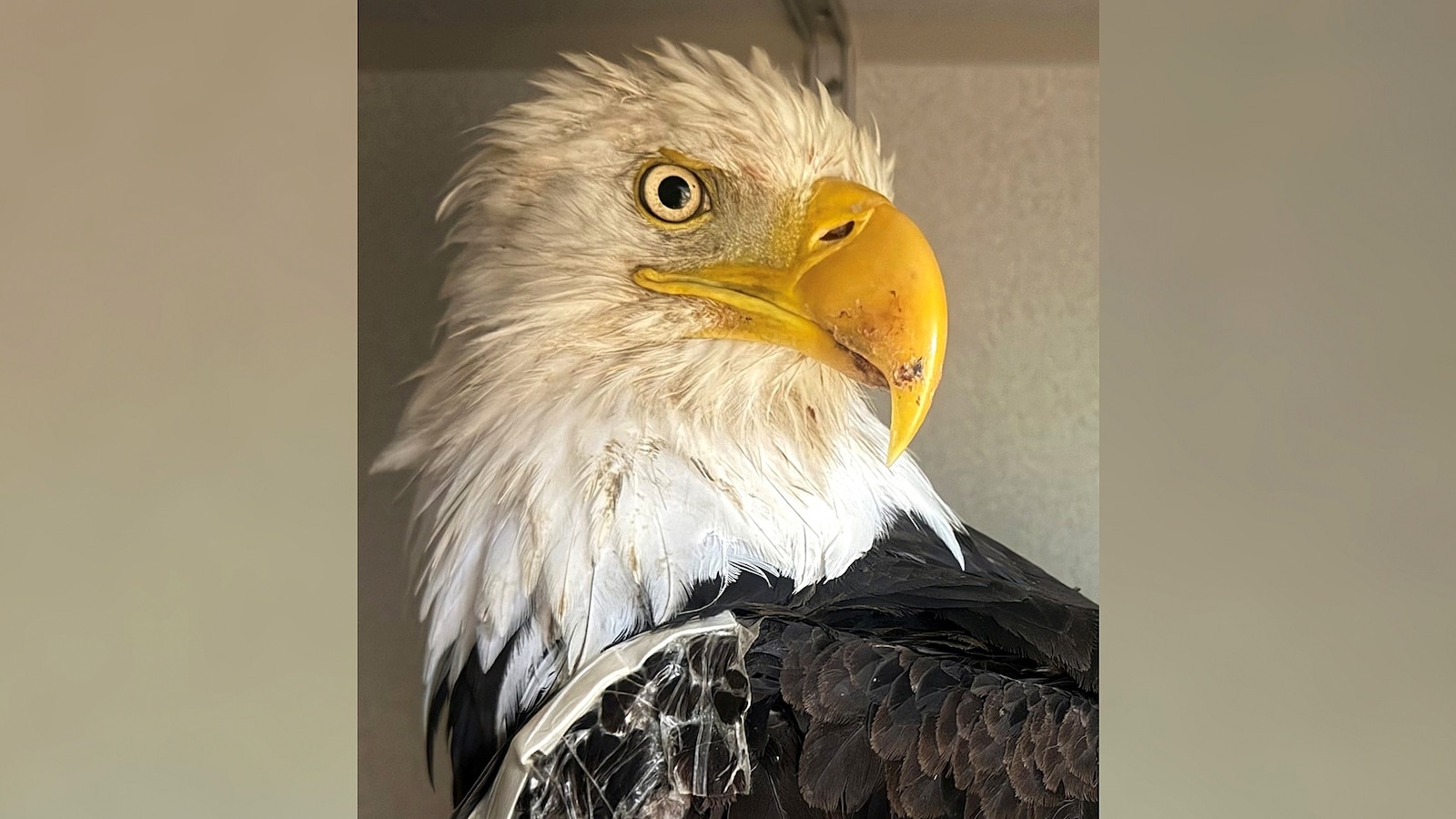 Big Bear bald eagle Jackie's cause of death revealed