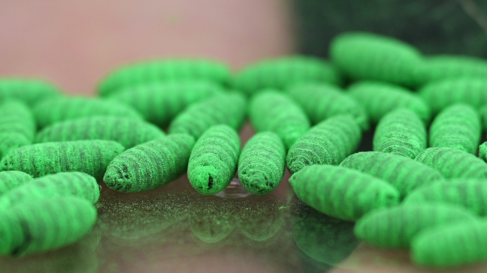  Political blame game follows as screwworm parasite threatens cattle in Texas