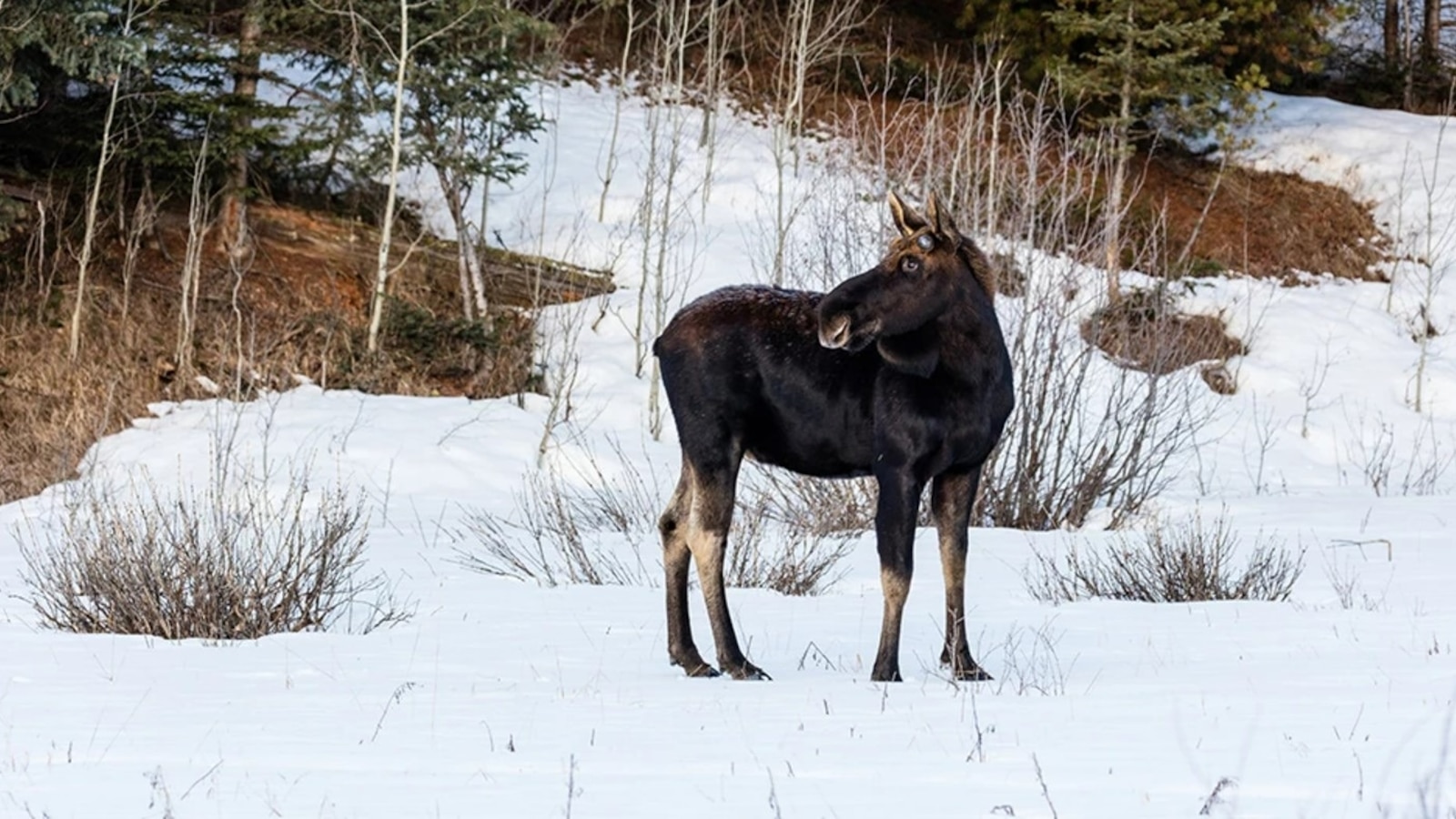 New York shuts down hiking trail in Adirondack Mountains due to moose engaging in 'unusual behaviors'