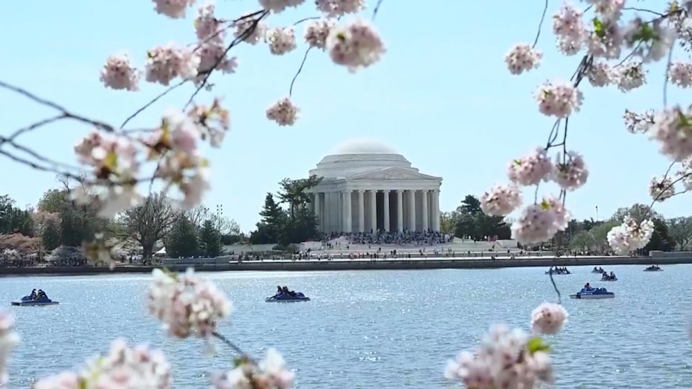 WATCH:  Cherry blossoms take over the nation's capital