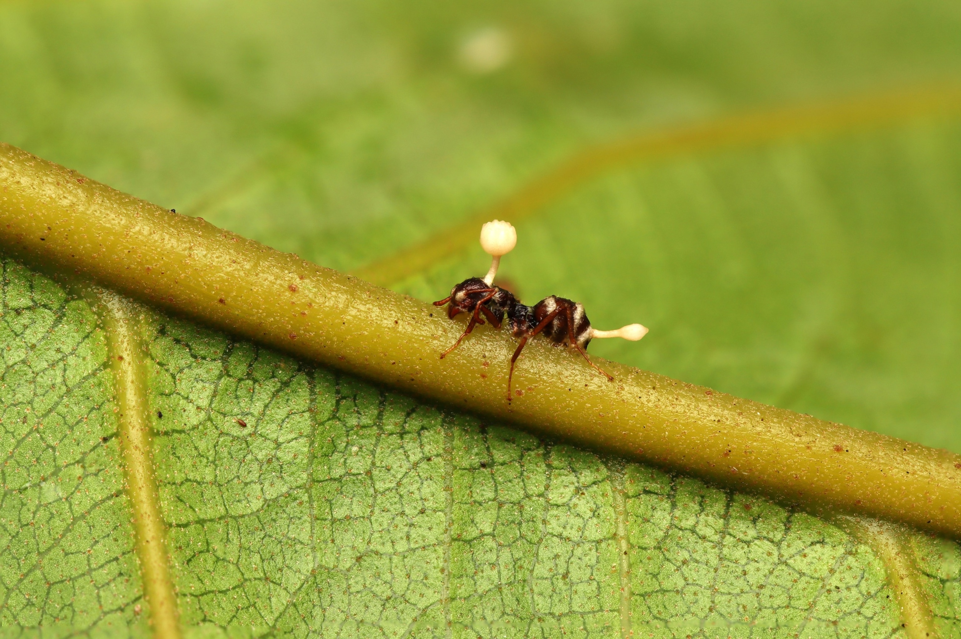 Cordyceps-sh-er-
