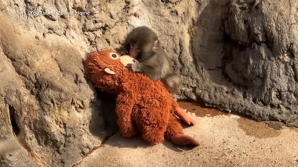 Video Meet Punch the monkey