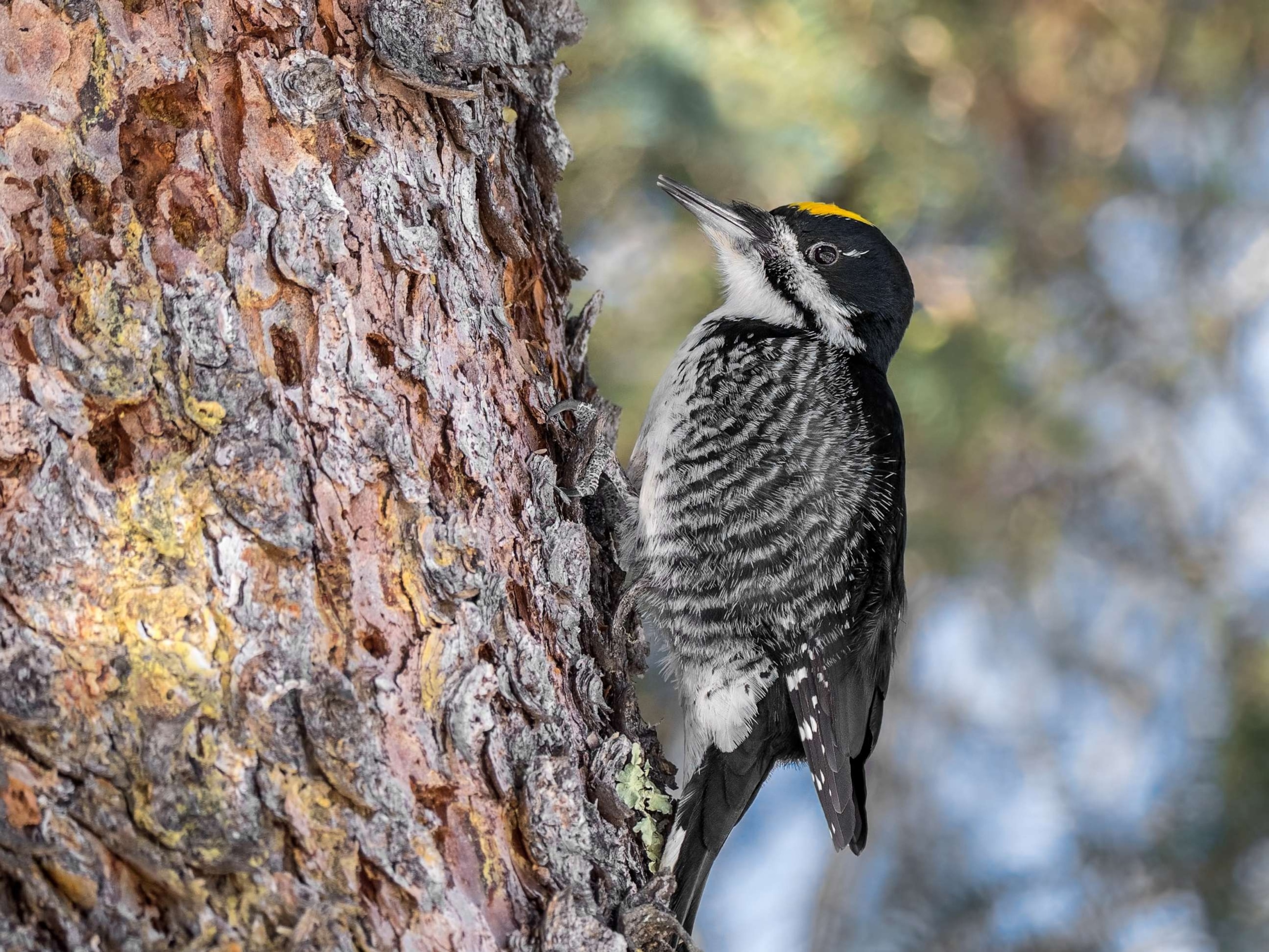 PHOTO: Stock photo of a black-backed woodpecker.