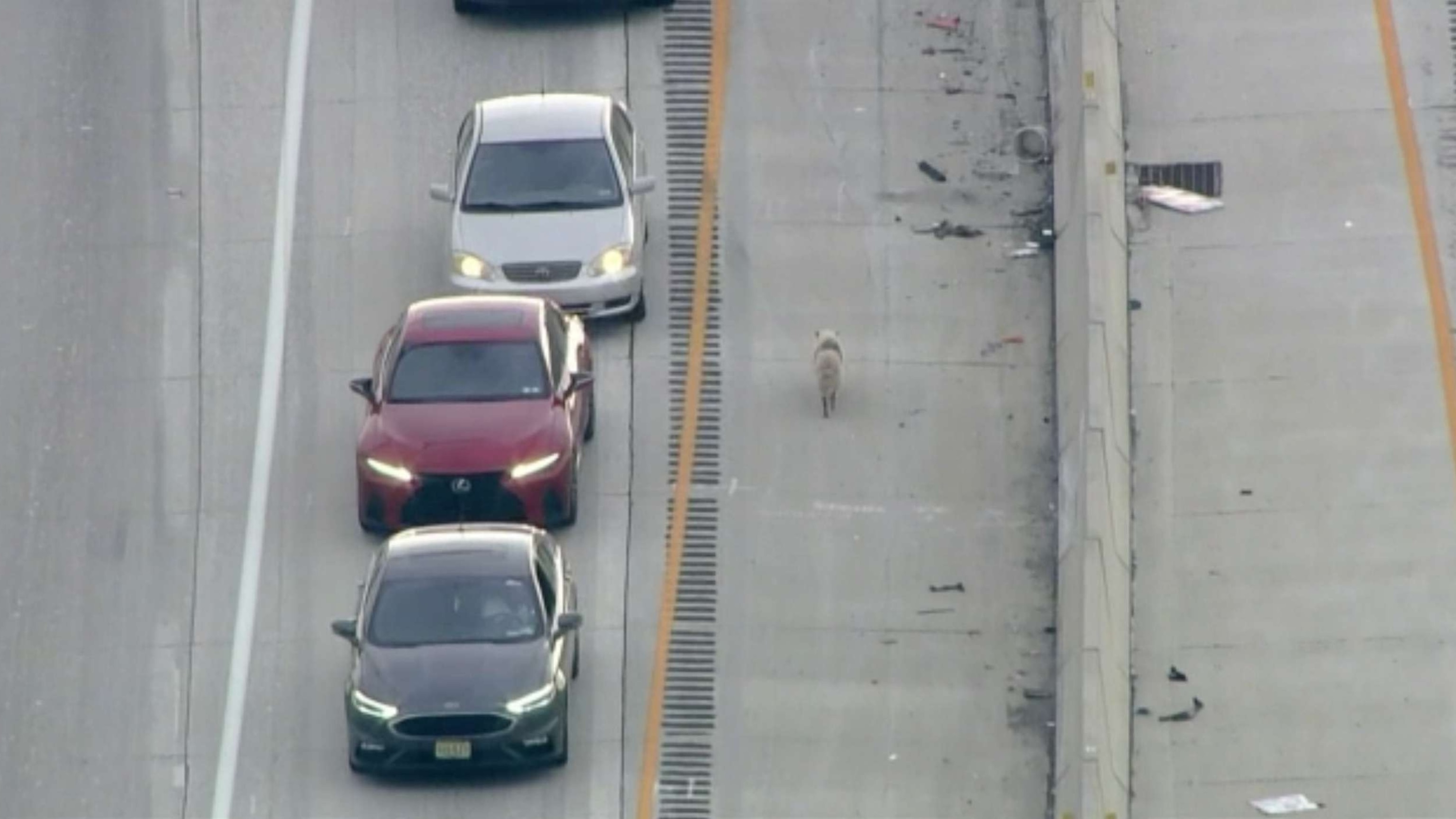 PHOTO: A dog dodged traffic and brought cars to a standstill on Interstate 95 in Philadelphia on Friday, Aug. 4, 2023. Police caught up after a one-mile chase and later returned the dog to its owner.