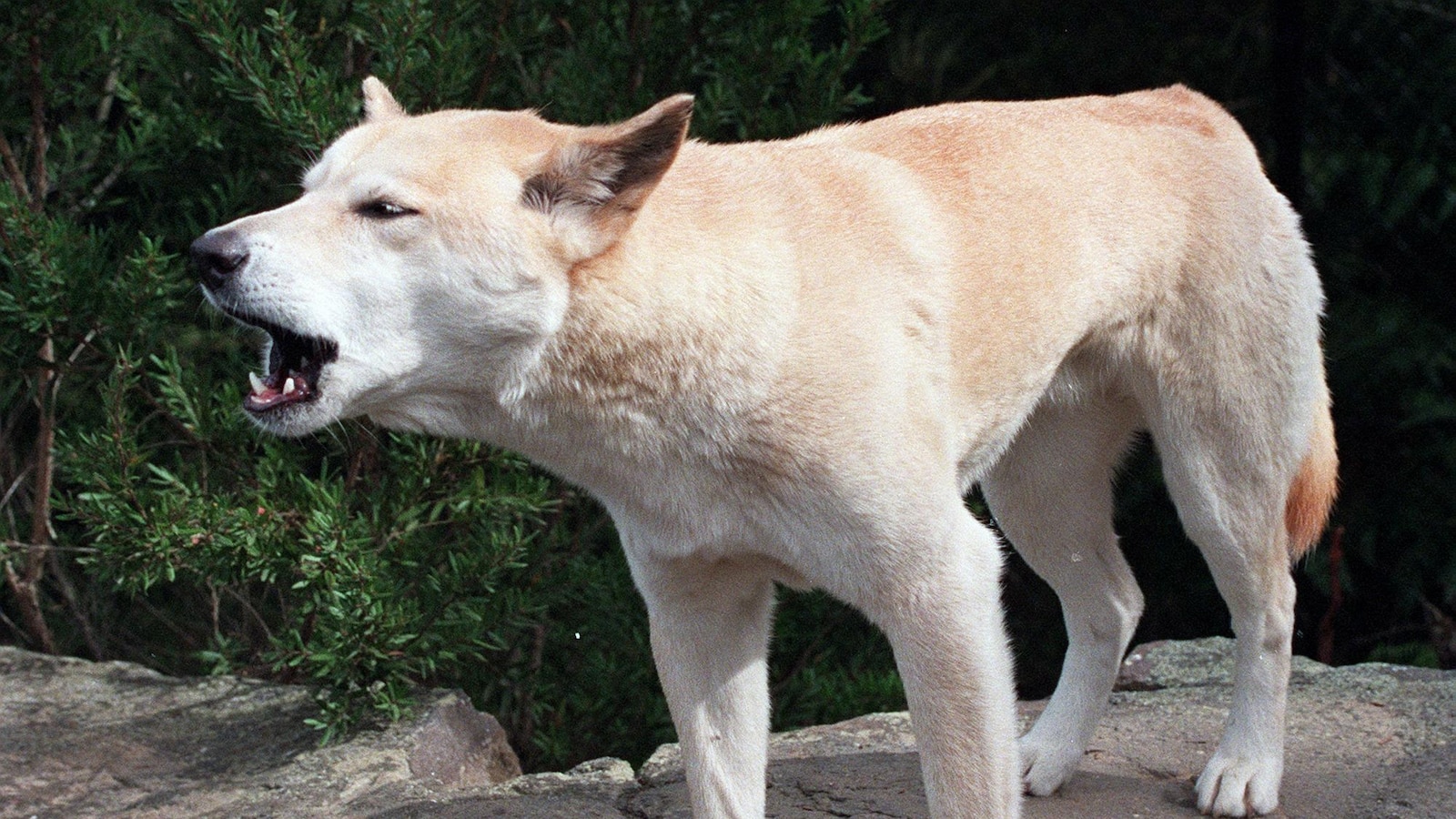 Канадка, намерена мъртва на австралийския плаж при предполагаемо нападение на динго