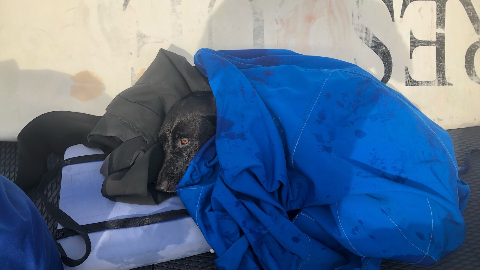 AirTag helps locate Labrador swept out to sea as lifeguards pull off ...