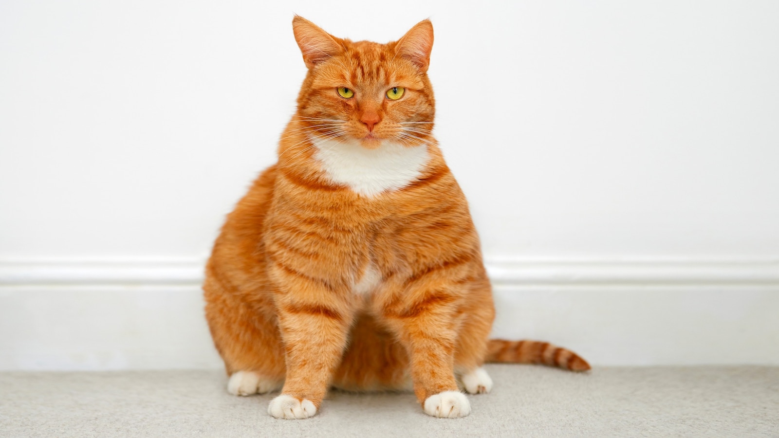 Weight loss drugs for cats? Company launches clinical trial of GLP-1 implants in cats