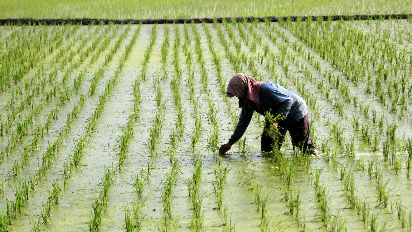 Live Off Rice Extreme flooding leads to concerning decrease in rice yields over the ...