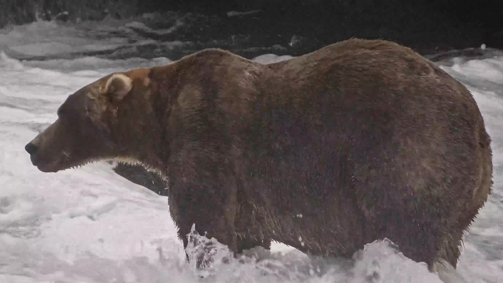 We have a winner! A brown bear named Backpack has emerged victorious as Fat Bear Week champion, the heftiest bear of Alaska's Katmai National Park and Preserve. Read more: