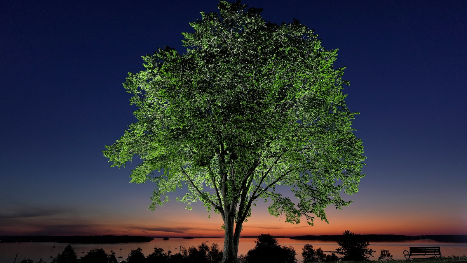 New generation of elm trees could be equipped to beat the disease that killed elders New generation of elm trees could be equipped to beat the disease that killed elders