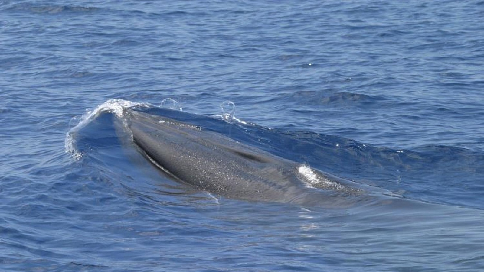 Things to know about Rice's whale, rare species in way of Trump plans for more Gulf drilling