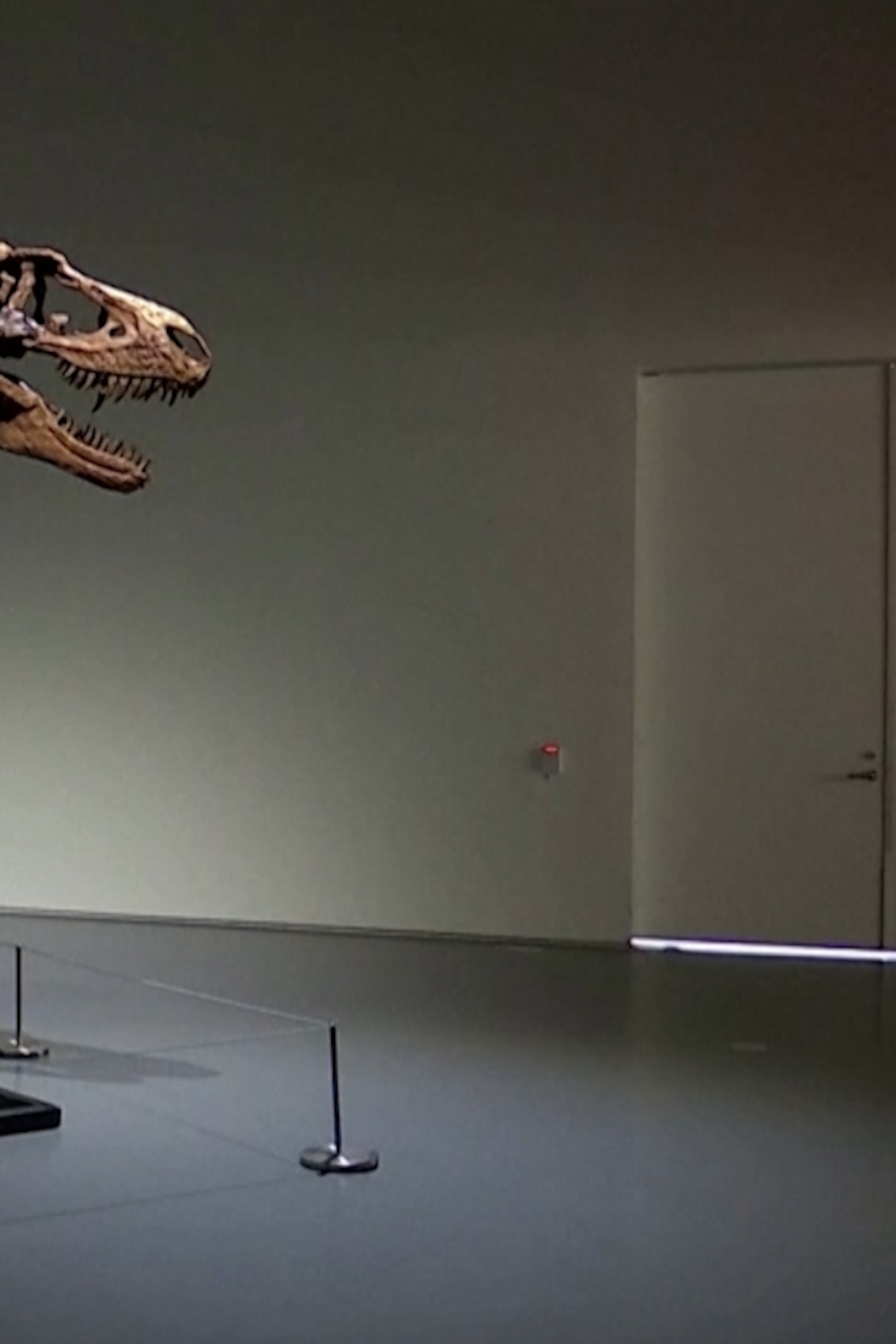 ELDRESO Bone Dinosaur Long エルドレッソ s-l400.jpg