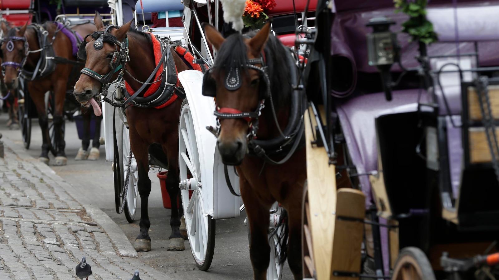 Indian Teen Dies After Central Park Carriage Fall