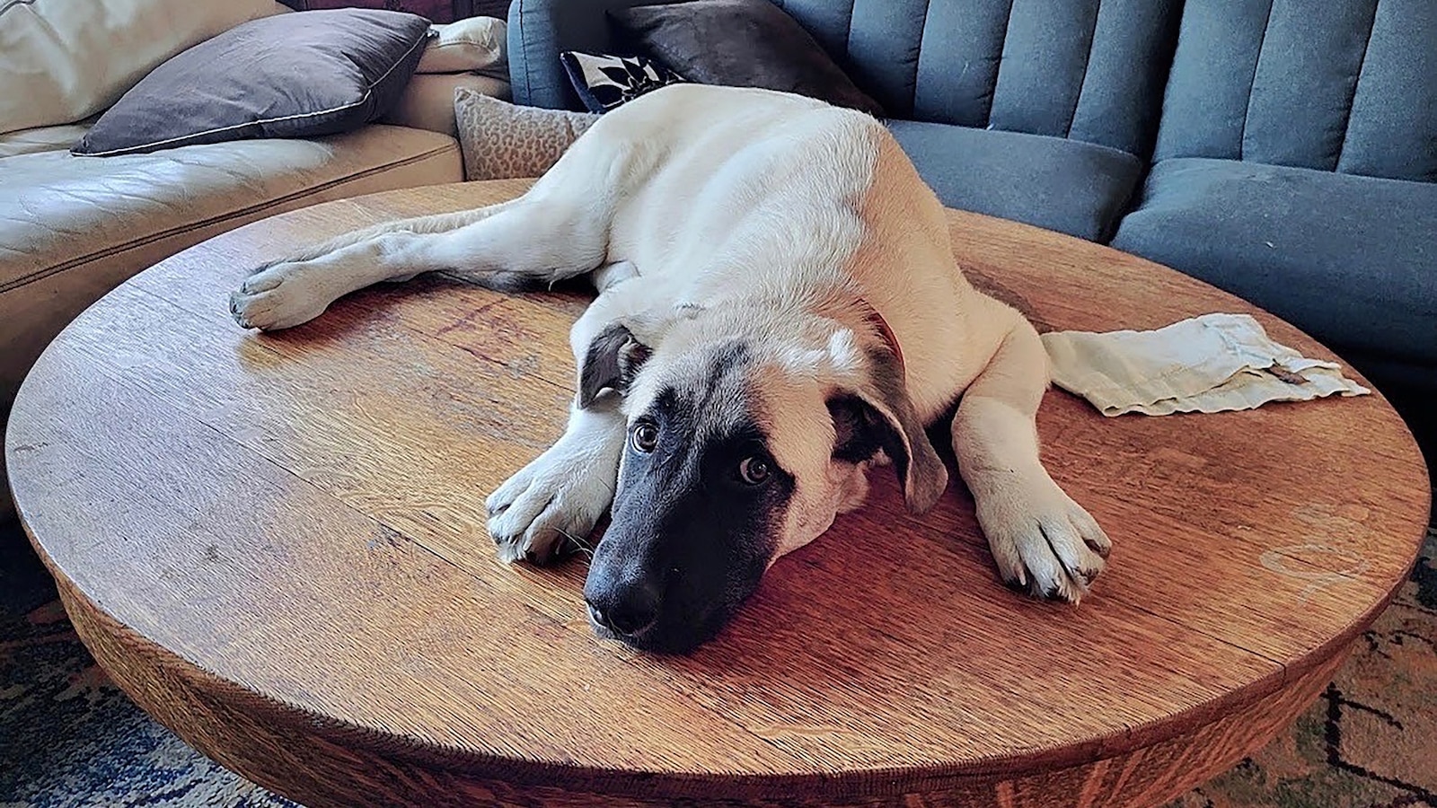 Despite a last-minute appeal to the U.S. Supreme Court, a 3-year-old dog named Bruce, who had been deemed legally 