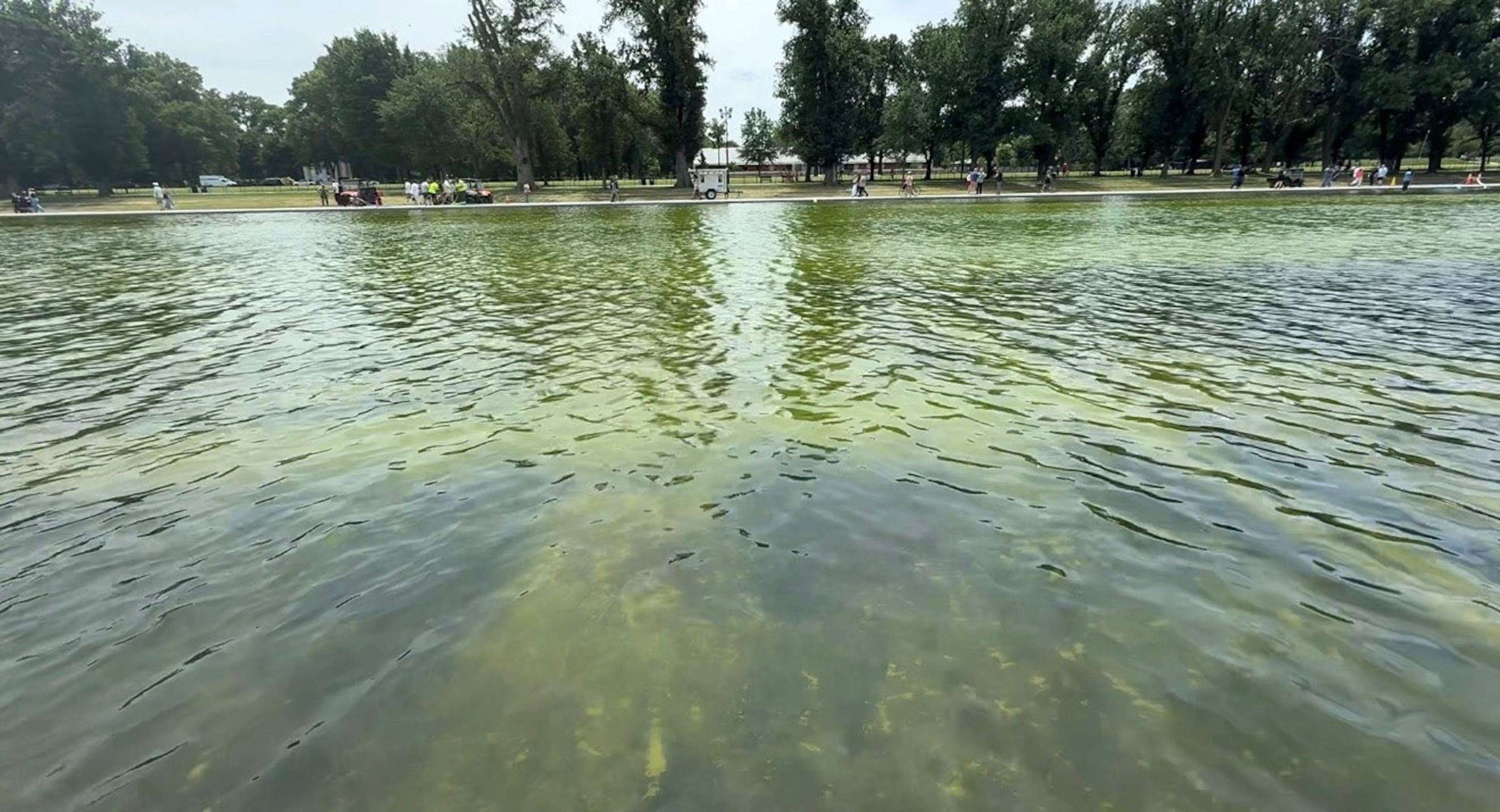 PHOTO: Algae continues to plague the Lincoln Memorial reflecting pool.