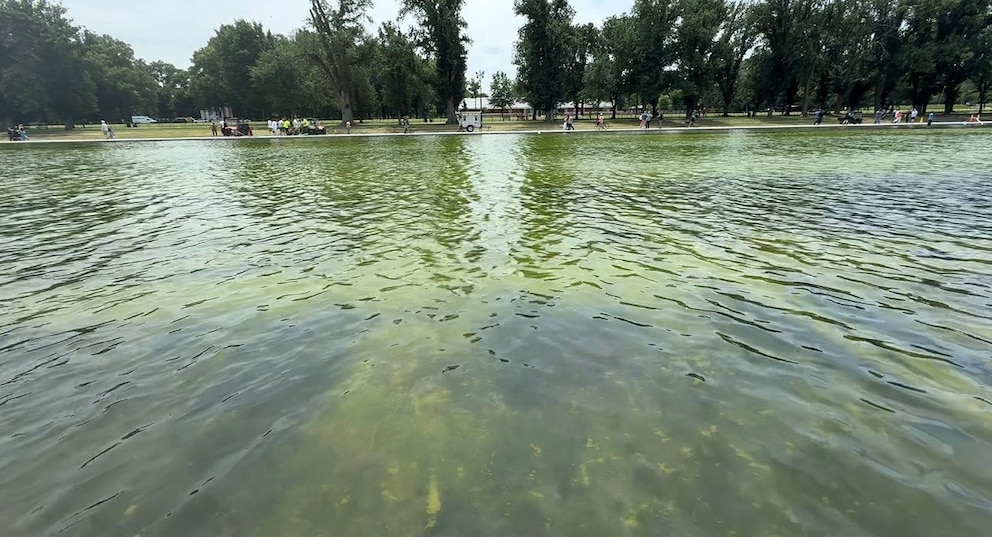 PHOTO: Algae continues to plague the Lincoln Memorial reflecting pool.