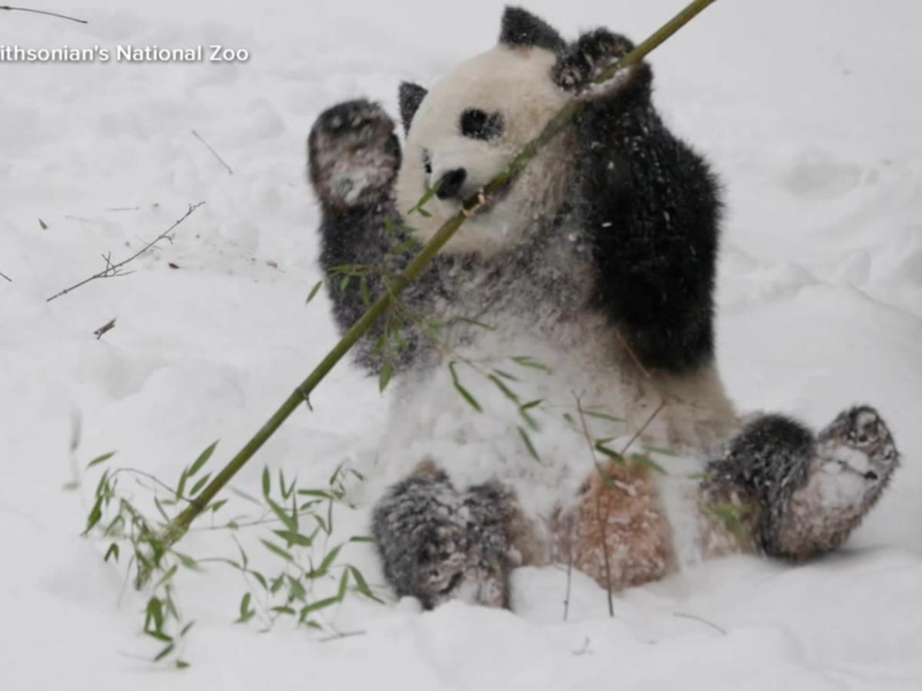 Video Giant pandas ready for debut at National Zoo - ABC News