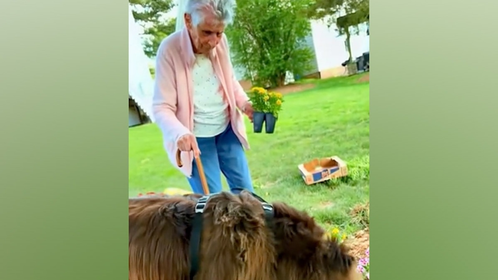 ABC News' @​dannynewtv shares an update on Chewy, a dog that's warmed the hearts of thousands of Americans through his love of gardening. <https://t.co/Z2k4Peko