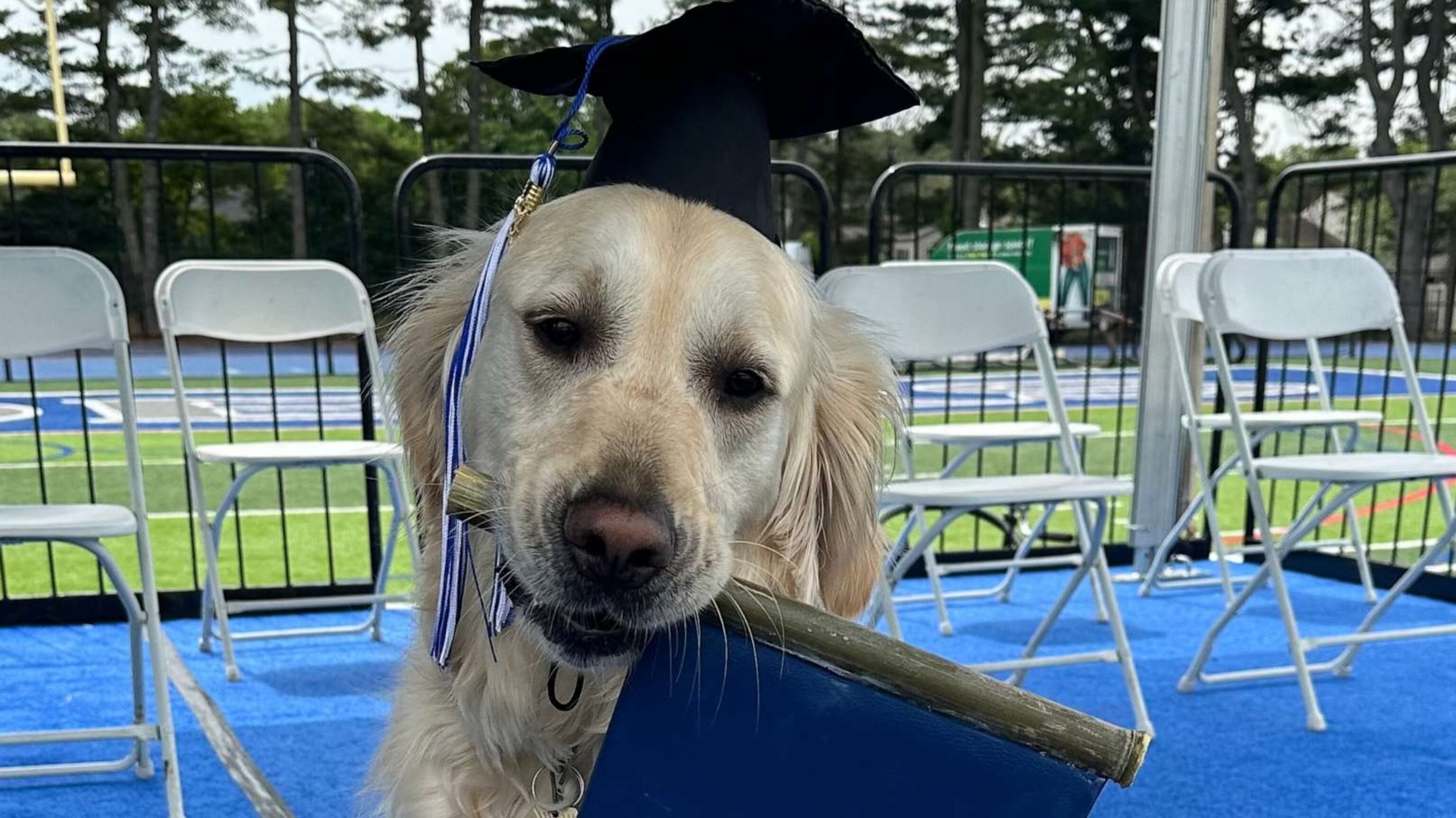 Adorable therapy dog honored at high school graduation - ABC News