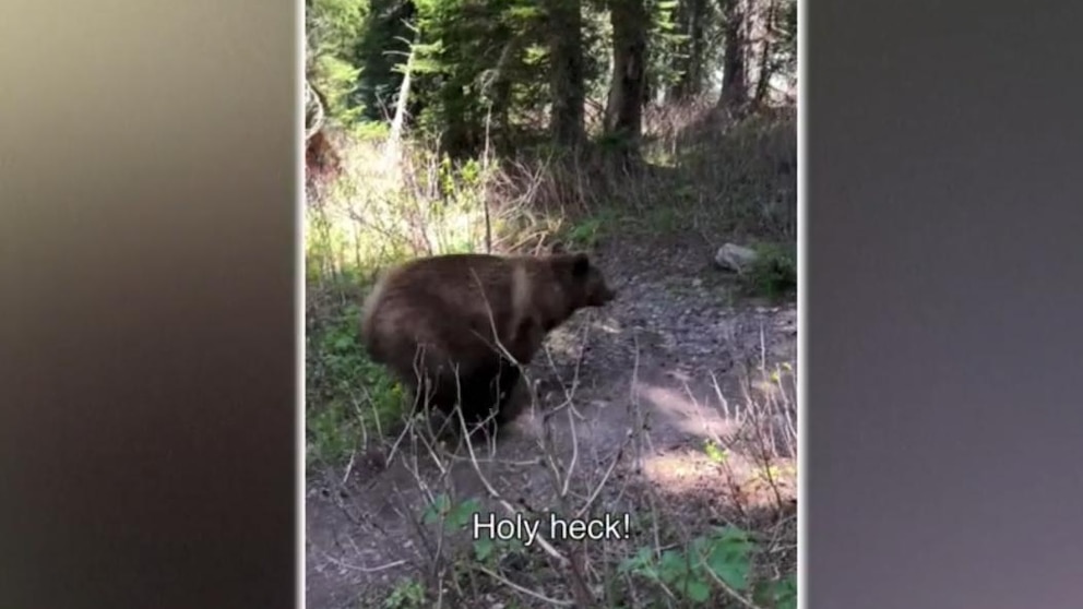 WATCH:  2 hikers recount close encounter with grizzly bears