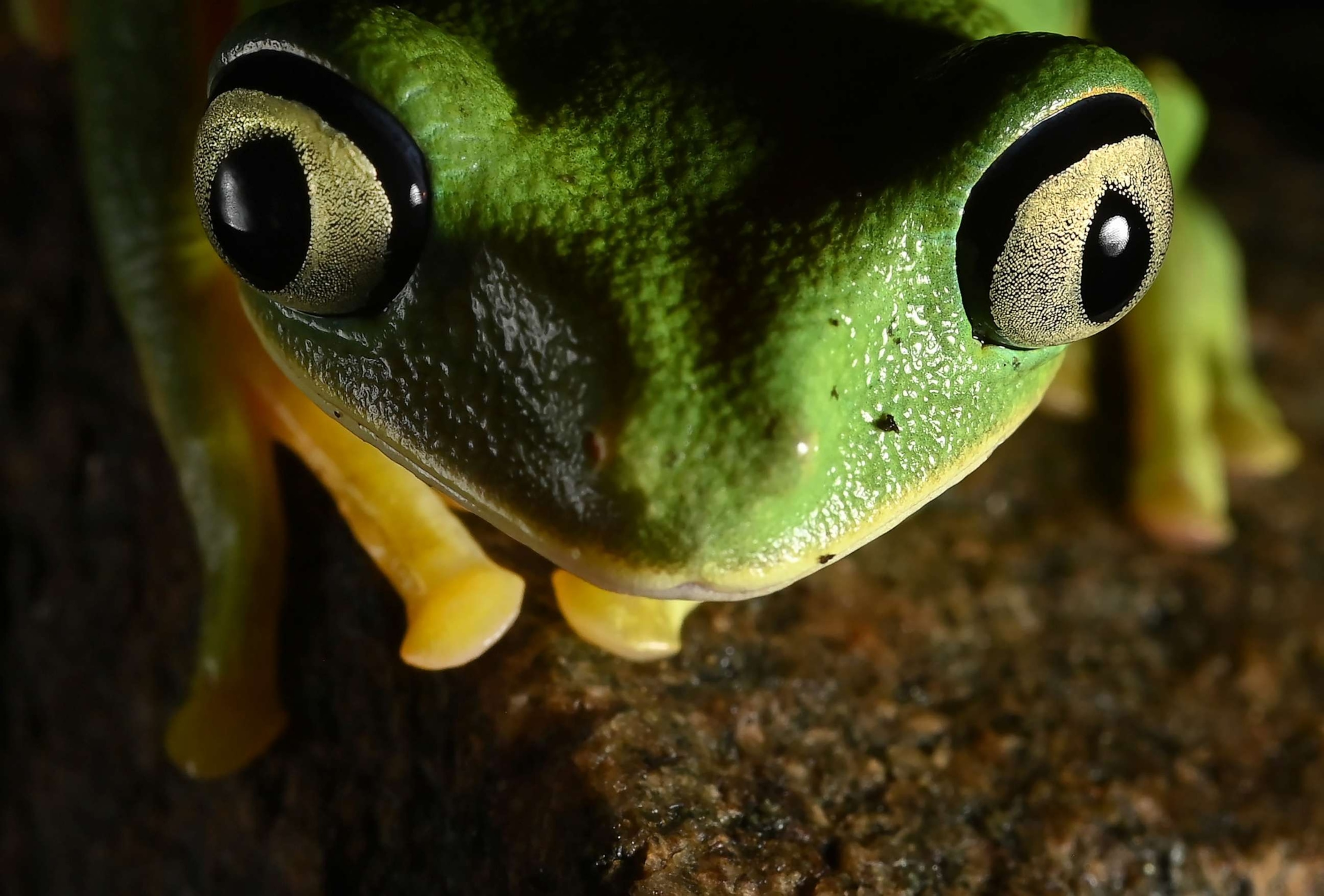 PHOTO: A lemur leaf frog at the Smithsonian National Zoo, July 13, 2022, in Washington, D.C.