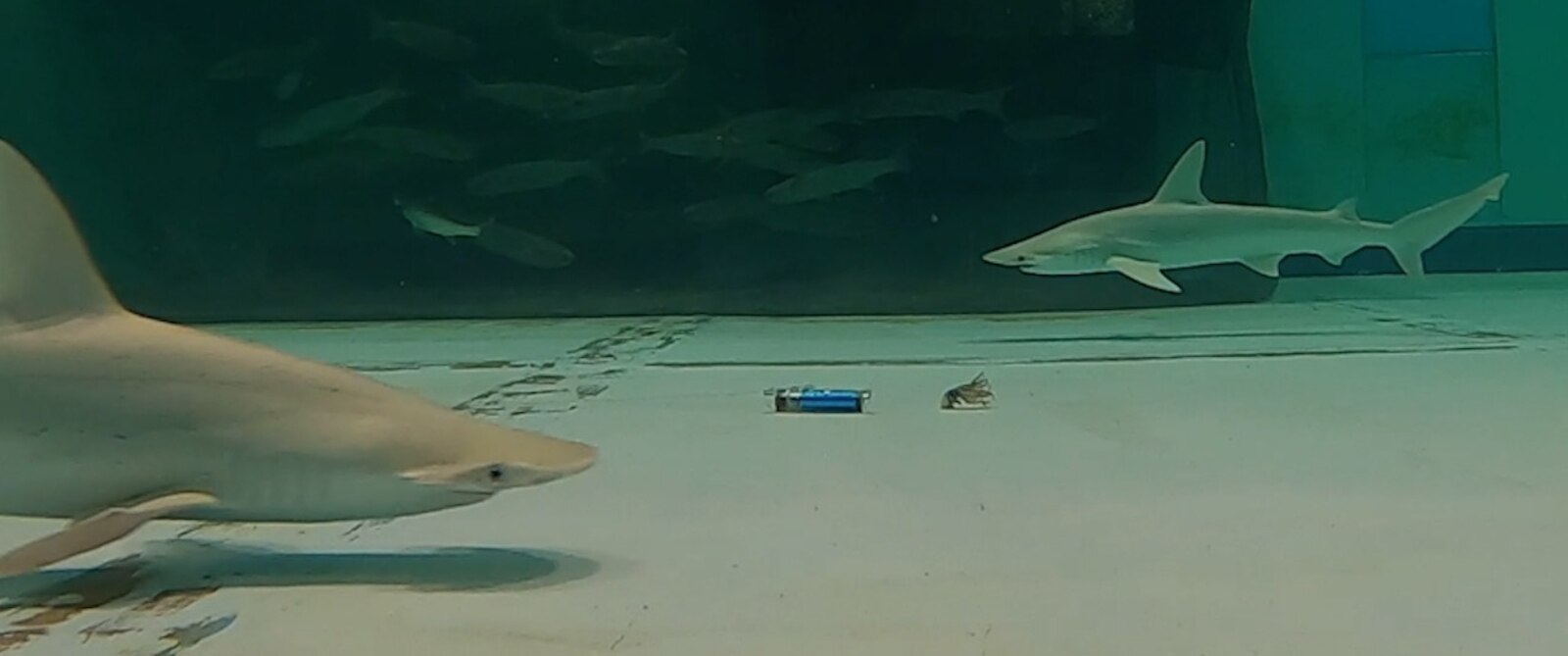 Sandbar sharks avoid an electrical pulse deterrent placed near bait.