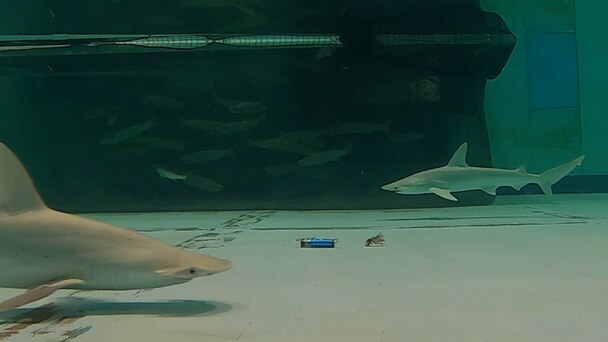 Sandbar sharks avoid an electrical pulse deterrent placed near bait.