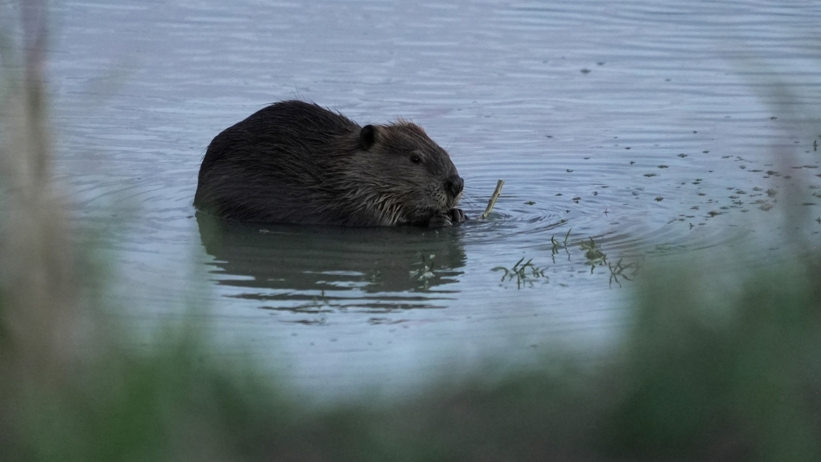 Bringing more beavers to watersheds is a powerful drought-fighting tool, experts say Bringing more beavers to watersheds is a powerful drought-fighting tool, experts say