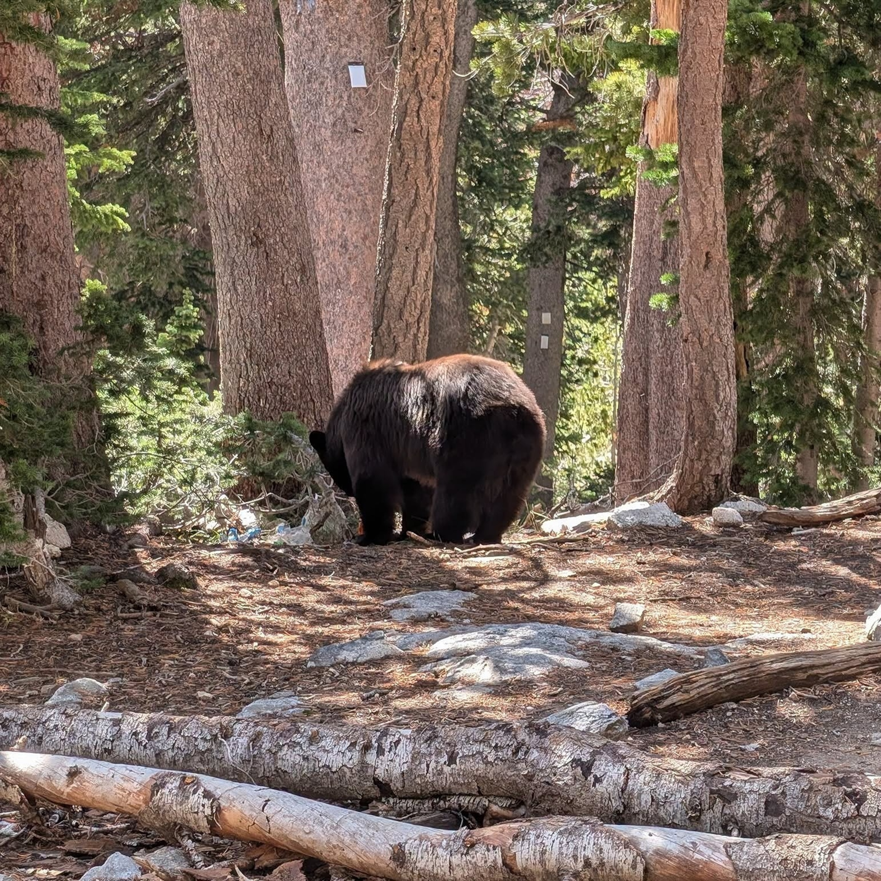 Black bear euthanized at Grand Teton after repeated visitor food-conditioning