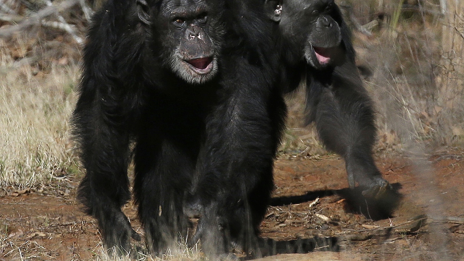 Get a load of this: Humans and great apes share similar giggles