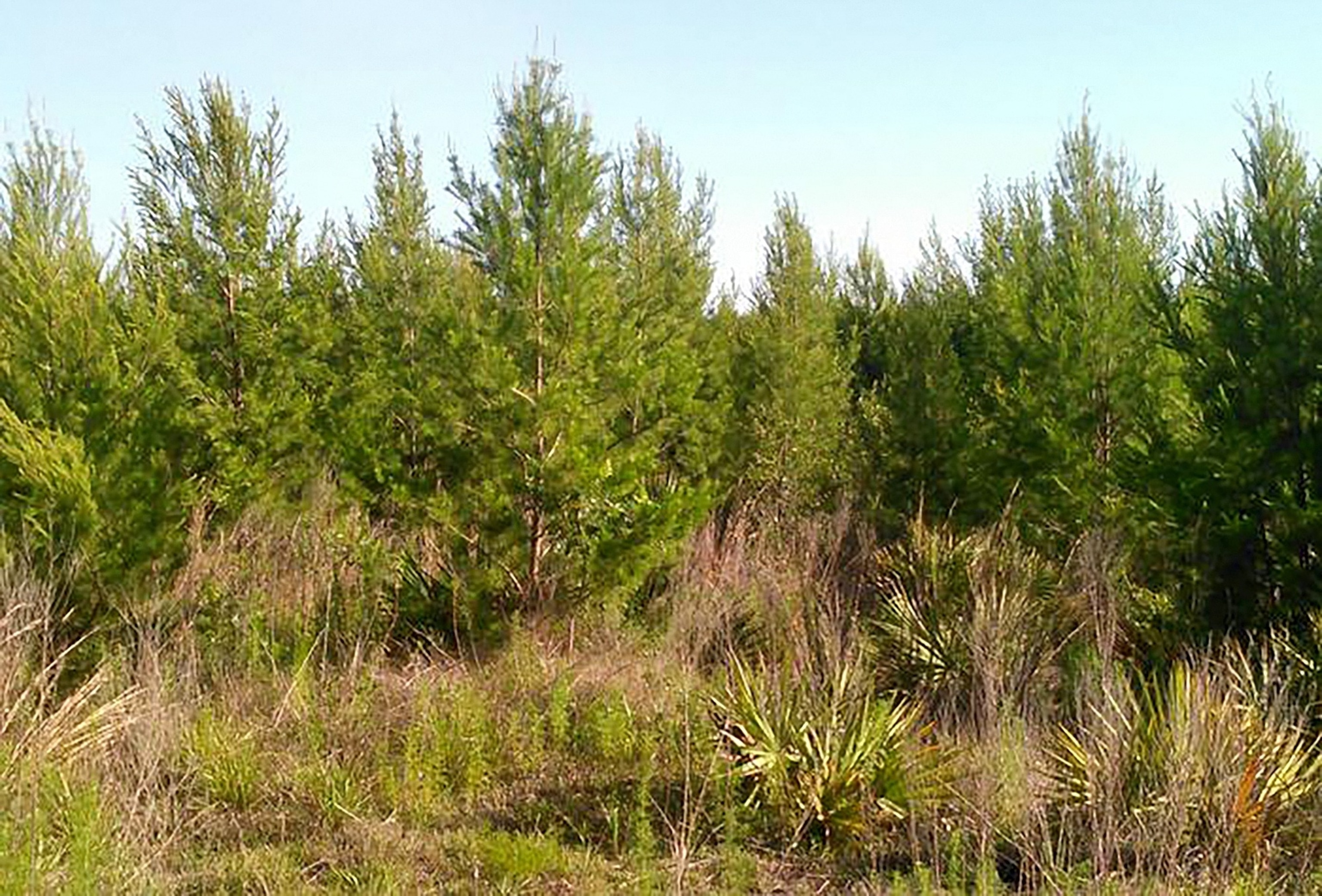 PHOTO: Ocala National Forest in Florida. 