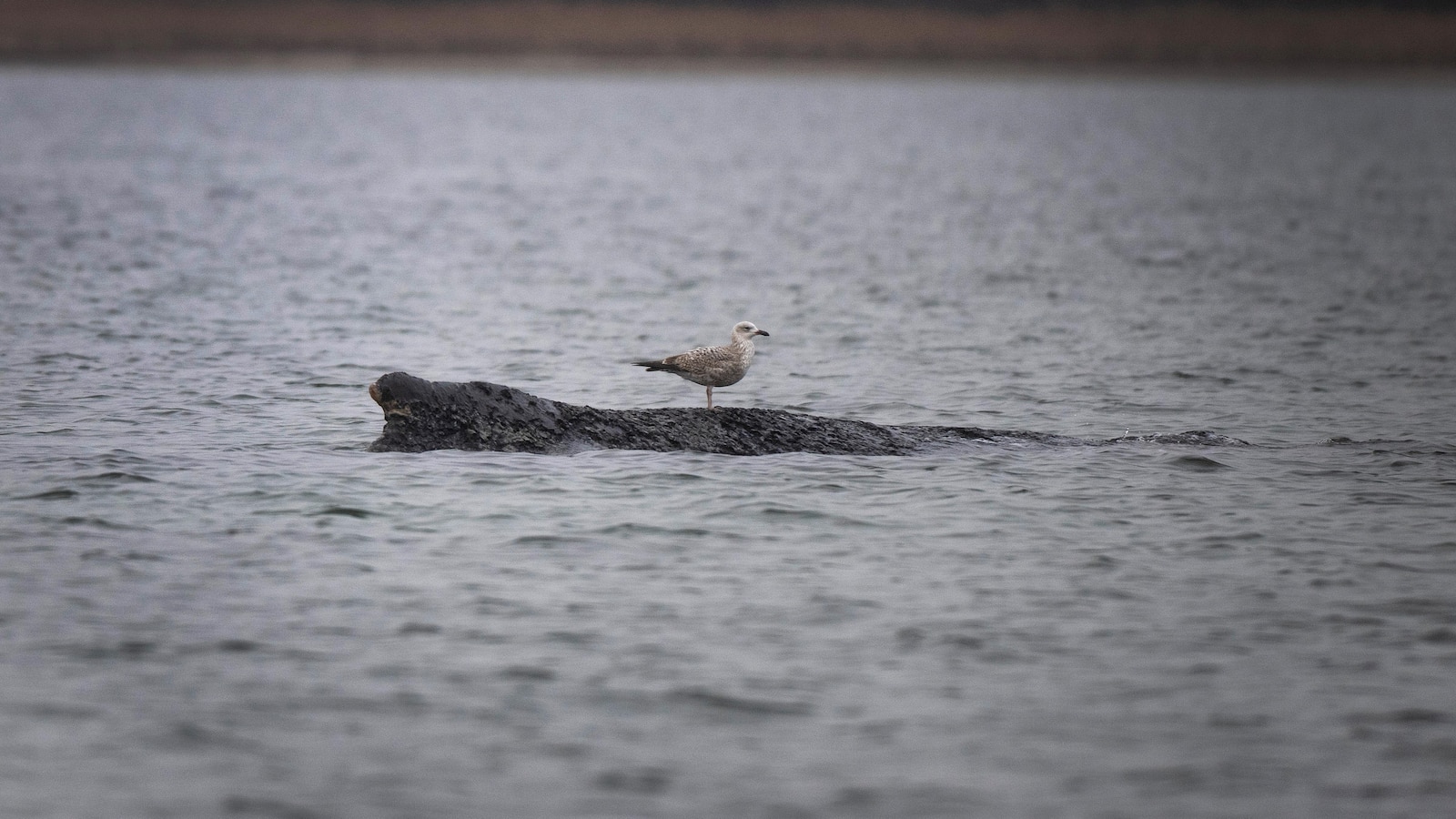 A stranded whale in Germany’s Baltic Sea weakens as hopes of its return to the Atlantic fade